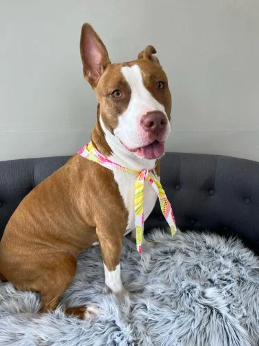 Brown and white dog with upright ears and a yellow patterned scarf