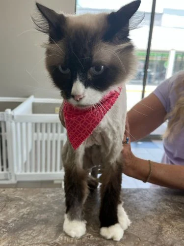 Cat with a dark face and pink bandana gently supported by a groomer