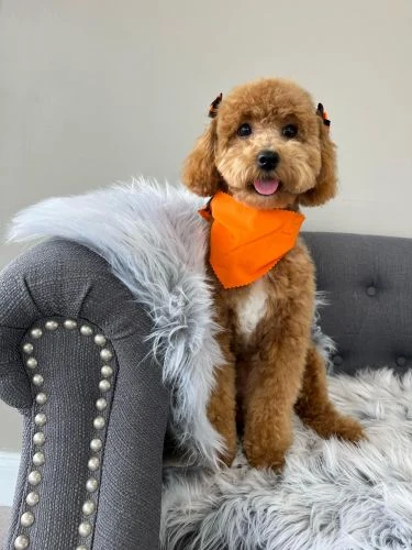 Happy curly-haired dog in an orange bandana sitting on the We Woof sofa