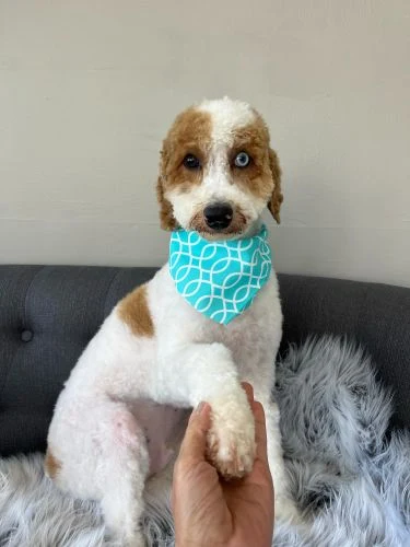 White and brown dog with a turquoise bandana offering a paw