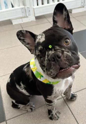 French bulldog with a bright lemon-print bandana looking up at the camera