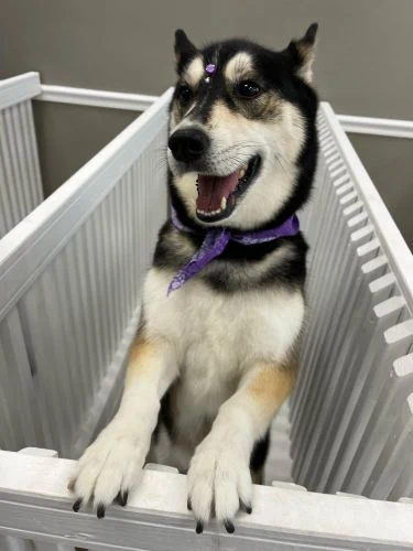 Happy husky with front paws on the salon gate and a purple bandana