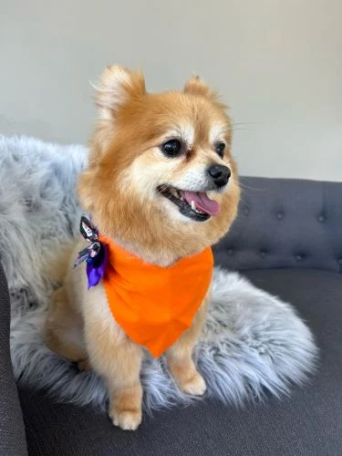 Golden Pomeranian with an orange bandana looking to the side