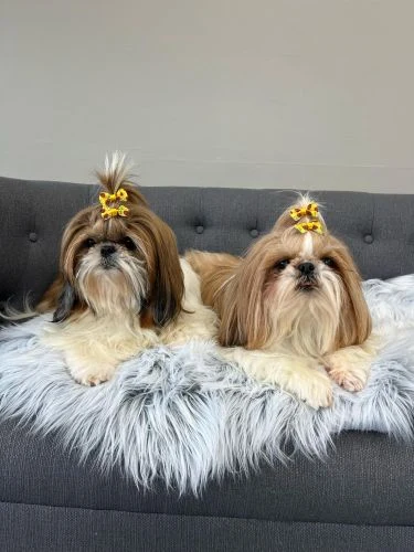 Two long-haired Shih Tzus with yellow bows relaxing together on the sofa